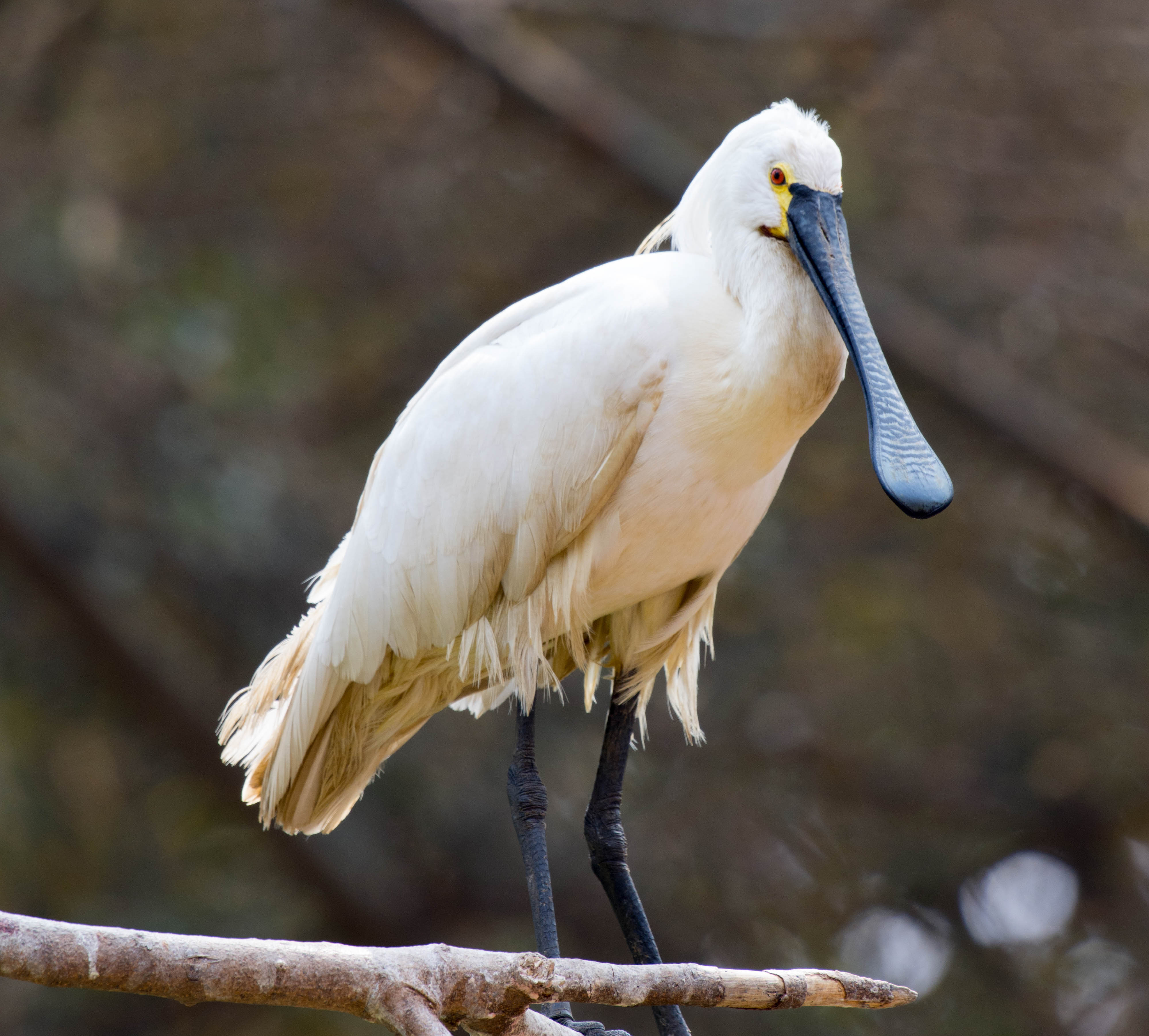 tourist places in mysore zoo